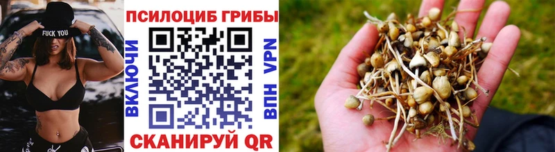 Псилоцибиновые грибы Cubensis  даркнет сайт  Ершов 